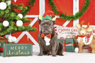French Bulldog dog wearing Christmas elf costume hat and bow tie between festive decoration