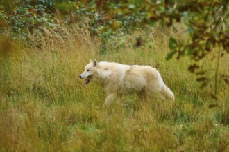 A white wolf is moving through an autumn meadow and seems to be exploring something, Arctic wolf