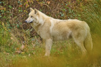 A white wolf stands in autumnal nature and watches attentively, Arctic wolf (Canis lupus arctos)