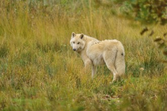 Wolf looks back over his shoulder in an open, autumnal environment, Arctic wolf (Canis lupus