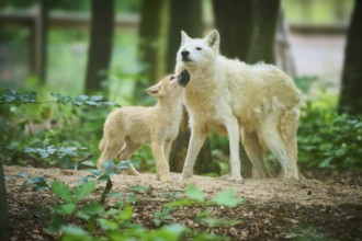 The puppy shows trust in an adult wolf, Arctic Wolf (Canis lupus arctos)