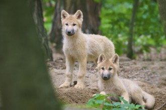 Two puppies curiously explore the forest, Arctic wolf (Canis lupus arctos)