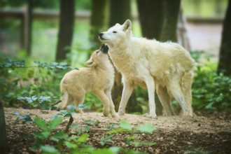 A puppy searches for the proximity of an adult wolf in the forest, Arctic wolf (Canis lupus arctos)