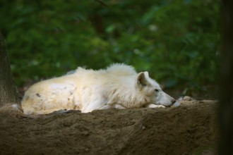 A white wolf is resting relaxed on the forest floor, Arctic wolf (Canis lupus arctos)