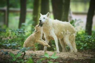 A puppy approaches an adult wolf in the forest, Arctic wolf (Canis lupus arctos)