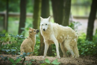 A puppy and an adult wolf stand in a green forest, Arctic wolf (Canis lupus arctos)