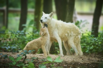 The puppy interacts curiously with an adult wolf, Arctic wolf (Canis lupus arctos)
