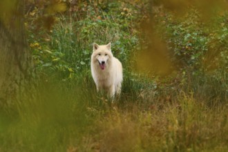 A white wolf looks out of thick vegetation and awakens a sense of curiosity, Arctic wolf (Canis