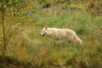 A wolf roams a meadow covered with tall grass in autumn, Arctic wolf (Canis lupus arctos)