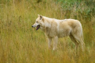 Wolf standing relaxed in an autumnal landscape surrounded by thick grasses, Arctic wolf (Canis