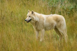 Wolf attentively observes his environment in an open, autumnal landscape, Arctic wolf (Canis lupus