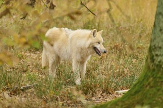 Relaxed white wolf standing among trees in an autumnal landscape, Arctic wolf (Canis lupus arctos)