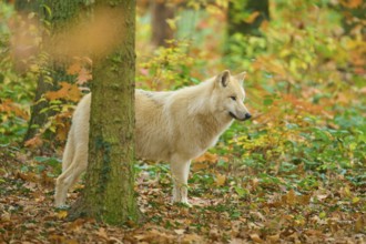 A wolf looks out in autumn forest full of colorful leaves, Arctic wolf (Canis lupus arctos)