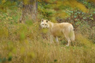 White wolf looking back in an autumnal forest surrounded by leaves and shrubs, Arctic wolf (Canis