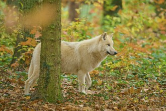 A wolf stands partially covered by trees in autumn forest, Arctic wolf (Canis lupus arctos)