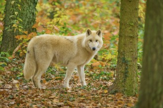 A wolf looks through trees in an autumn forest, Arctic wolf (Canis lupus arctos)