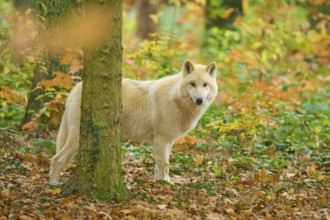 A wolf looks out curiously from behind a tree in autumn forest, Arctic wolf (Canis lupus arctos)
