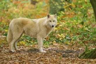 A wolf stands in a forest full of autumn leaves and leaves on the ground, Arctic wolf (Canis lupus