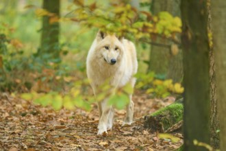 A bright wolf walks through an autumn forest, Arctic wolf (Canis lupus arctos)
