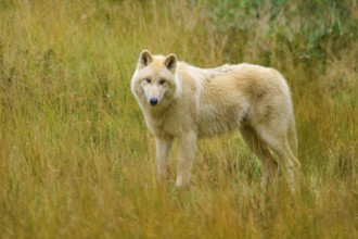 White Wolf looks curiously at an autumnal landscape full of tall grasses, Arctic Wolf (Canis lupus
