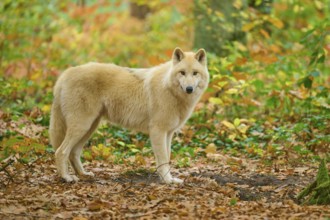 A wolf stands sideways in autumn forest on the leafy ground, Arctic wolf (Canis lupus arctos)