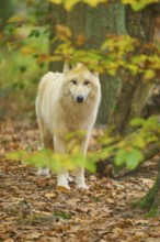 A wolf stands quietly in autumn forest with colorful leaves around him, Arctic wolf (Canis lupus