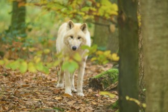 A wolf stands in an autumn forest surrounded by colorful leaves, Arctic wolf (Canis lupus arctos)