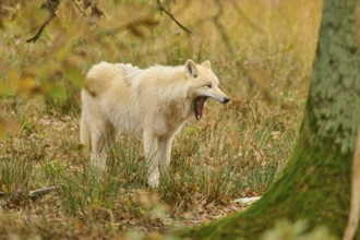 White wolf yawns near a tree in the midst of an autumnal forest landscape, Arctic wolf (Canis lupus