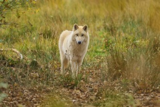 White wolf standing curiously in an autumnal landscape with deciduous soil, arctic wolf (Canis