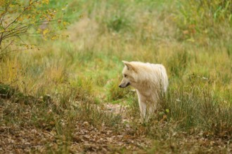 White wolf stands in autumn forest surrounded by grass and leaves, arctic wolf (Canis lupus arctos)