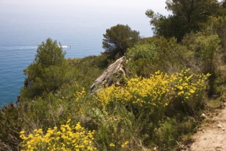 Broom flowers on rocks, natural park, Moraira, Valencia, Costa Blanca, Spain