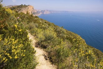 Broom flowers, hiking trail, natural park, Moraira, Valencia, Costa Blanca, Spain