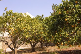 Orange grove, orange trees, Moraira, Costa Blanca, Valencia, Spain