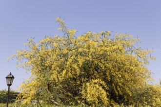 Forsythia (Forsythia), ornamental shrub, Moraira, Costa Blanca, Valencia, Spain