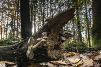 Sulphur Tuft (Hypholoma fasciculare), Emsland, Lower Saxony, Germany