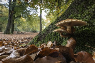 Goldfell-Schüppling (Pholiota aurivella) in autumn beech forest, Emsland, Lower Saxony, Germany