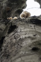 Ringed beech mucida (Oudemansiella mucida), Emsland, Lower Saxony, Germany