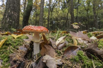 Toadstool (Amanita muscaria), Emsland, Lower Saxony, Germany