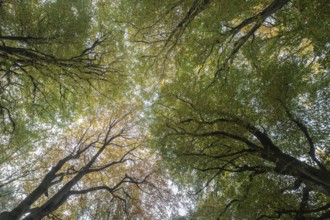 Beech forest (Fagus sylvatica) in autumn leaves, Emsland, Lower Saxony, Germany