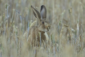 European brown hare (Lepus europaeus) adult animal feeding on a wheat sheath in a farmland field in