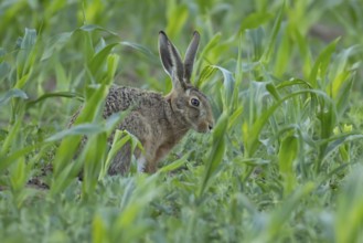 European brown hare (Lepus europaeus) adult animal in a farmland maize field in summer, England,