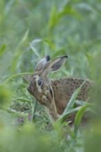 European brown hare (Lepus europaeus) adult animal washing its foot in a farmland maize field in