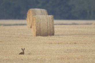 European brown hare (Lepus europaeus) adult animal in a farmland stubble field with a straw or hay