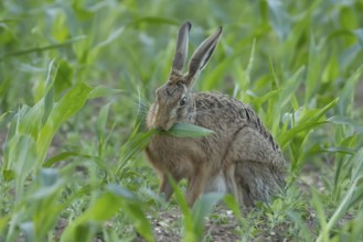 European brown hare (Lepus europaeus) adult animal feeding in a farmland maize field in summer,