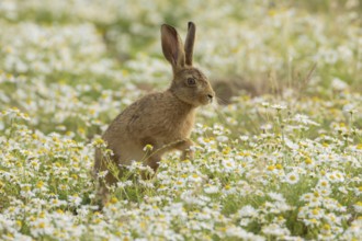 European brown hare (Lepus europaeus) adult animal running across flowering Mayweed daisy flowers