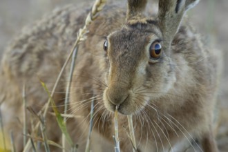 European brown hare (Lepus europaeus) adult animal in a farmland wheat field in summer, England,