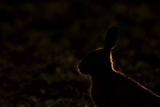 European brown hare (Lepus europaeus) adult animal backlit in a farmland field in summer, England,
