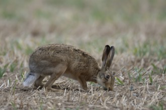 European brown hare (Lepus europaeus) adult animal in a farmland field in summer, England, United