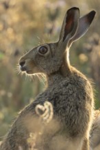 European brown hare (Lepus europaeus) adult animal in a farmland field in summer, England, United