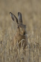 European brown hare (Lepus europaeus) adult animal in a farmland stubble field in summer, England,